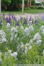 Amsonia Hubrichtii With Salvia May Night Wild Flower Meadow Plants White Gardens