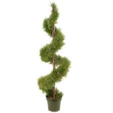Image result for spiral cut juniper trees