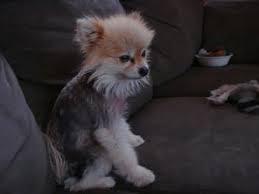 Dog Alopecia Black Skin