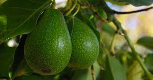 Avocado b 12 200 ml zum kleinen preis hier bestellen. How To Grow An Avocado Tree