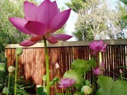 Floral expressions is the best local florist for beautiful flower arrangements delivered throughout sydney suburbs. Austral Watergardens Australia S Premier Supplier Of Watergardens