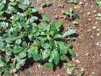 Image result for Alternanthera caracasana