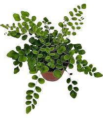 Image result for Pellaea boivinii