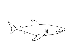 I really hope this is helpful in some way. How To Draw A Great White Shark Step By Step Easy Animals 2 Draw