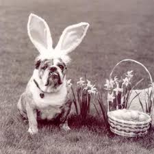 Happy Belated Easter Easter Dog Cute Creatures Animals