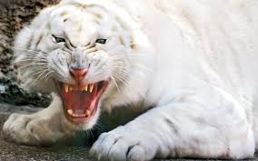 Angry White Tiger Wallpapers Angry White Tiger Stock Photos