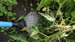 2021 08:30 mdr mdr garten sa 12.06. Mdr Garten Der Garten Ratgeber Im Mdr Fernsehen Und Im Internet Mdr De