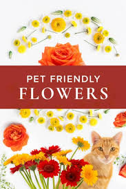We offer delivery in san antonio, tx and nationwide. Uplifting Flowers And Plants That Are Safe For Cats And Dogs Adrian Durban Florist