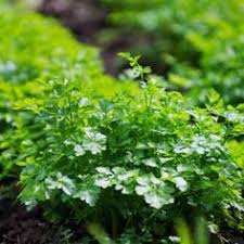 Epingle Sur Jardin