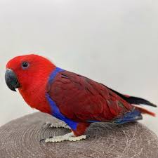 オオハナインコ