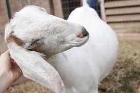 How To Tell If Your Goat Is Pregnant