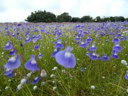 Kas Pathar (valley of flowers):-Stay in ...