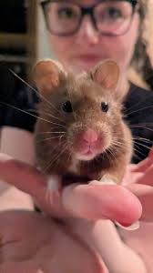 Does your Syrian hamster make funny squeaking noises?