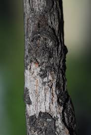 Image result for Terminalia mollis