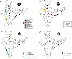 Image result for Vigna kirkii