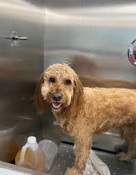 Top Dog Mobile Grooming