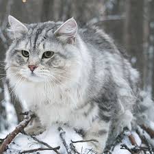 We have all of the information you need to know about siberian breeders including website url, contact information. Siberian Cat Breeders Near Me