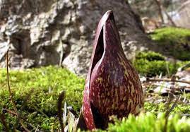 Skullcap planting instructions include stratifying seeds for at least a week before sowing. What Is Skunk Cabbage Dengarden
