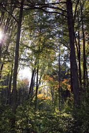 Free for commercial use ✓ no attribution required . Forest Aesthetic By Nanakinopanda On Deviantart