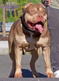 Check spelling or type a new query. 230 Dog Breeder India Ideas In 2021 Dog Breeds Beautiful Dogs Dog Breeder
