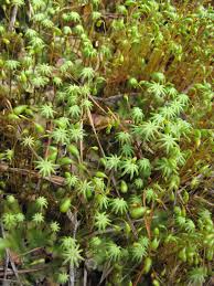 Marchantia is a genus of liverworts in the family marchantiaceae and the order marchantiales. Marchantia