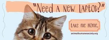 Animal Humane Society S Adoption Facebook Banner Humane Society Animal Rescue Ideas Humane Society Adoption