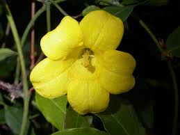 Image result for Gelsemiaceae