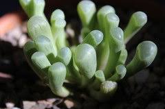 Baby Toes Succulent Help