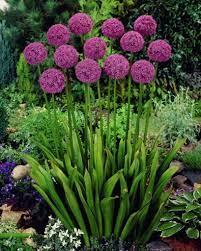 Aflatunense Allium Allium Flowers Landscaping With Rocks Backyard Vegetable Gardens