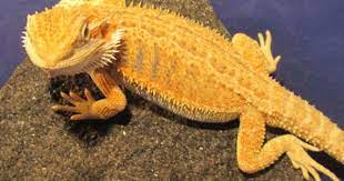 Hypo Citrus Tiger Color Morph Will Be My Next Per Chase Some Day Bearded Dragon Bearded Dragon Cute Bearded Dragon Care