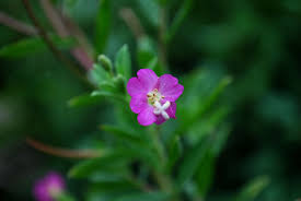 Image result for Epilobium stereophyllum