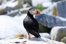 Atlantic Puffin Get My Good Side Wildlife Photos Canada Wildlife I Am Awesome