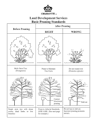 Author guy meilleurposted on september 28, 2016june 18. Land Development Services Basic Pruning Standards After Pruning