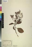 Image result for Gaertnera paniculata