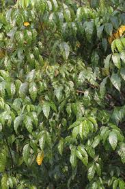 Image result for Dolichandrone alba