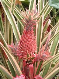Pin By Sherry Ms On Tropical Garden Tropical Flower Plants Pineapple Planting Planting Flowers