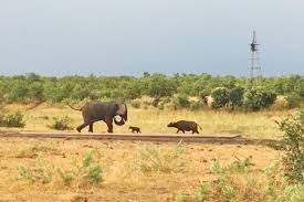 Watch Bold Baby Buffalo Takes On An Elephant And Wins Cute Earth Touch News
