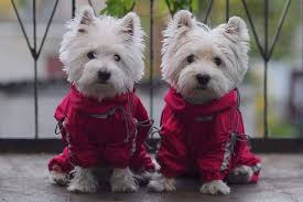 Pink Dog Rain Coat Dog Raincoat Dog Rain Jacket Custom Dog Coats Pink Floral Style Reflective Dog Coat Medium Dog Clothes Westie Dog Clothes Dog Raincoat Your Dog