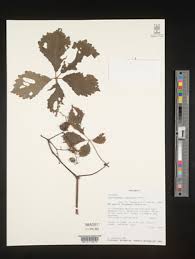 Image result for Cyphostemma heterotrichum