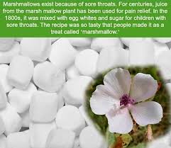 They were used well into the 19th century, when the sap was removed, cooked with egg whites and sugar, then whipped. Medicinal Uses Of Marshmallows Album On Imgur