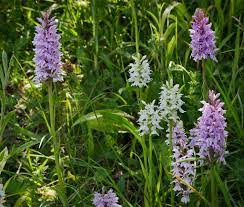 Wild Orchids Flowering Near Dunstable Downs Bedfordshire Uk The Flowering English Countryside 17 Of 30 Wild Orchid Orchids Orchid Flower