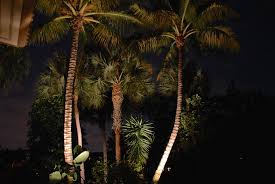 Maybe you would like to learn more about one of these? What Is The Best Way To Light My Palm Trees