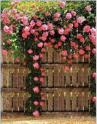 Diy Gardening How To Plant Vegetables In Your Garden Rose Fence Garden Inspiration Plants