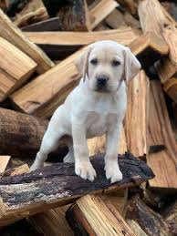 Most comfortable with women, but did live with family w/ a 7yr old. Labrador Retriever Puppies For Adoption Home Facebook