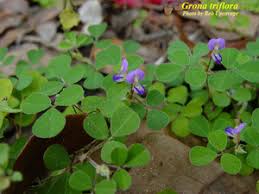 Image result for Grona triflora