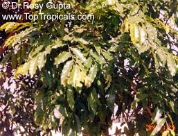 Image result for Putranjivaceae