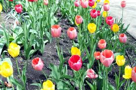 Most of the flowers are imported flowers. Tulip Cultivation Information Guide Agri Farming