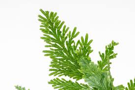 Image result for Selaginella soyauxii