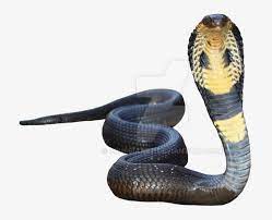 Solid snake smooth green snake northern water snake banded water snake jungle snake snake scale snake vs bricks emoji version. King Cobra Transparent Background Transparent Background Snake Png Transparent Png 900x694 Free Download On Nicepng