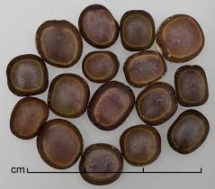 Image result for Acacia nilotica